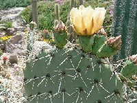 Opuntia engelmannii ©JLcoll.3566.jpg